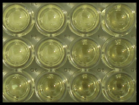 plastic affinity assay